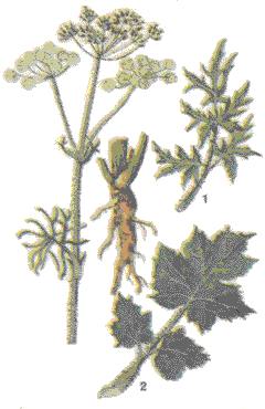   (Heracleum sibiricum L.) 1 -  . 2 -  .