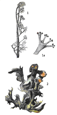   (1, 1, )    (2). (Cetraria islandica L.)