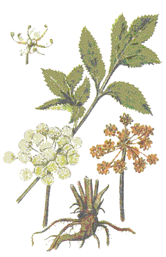     (Angelica officinalis L.)