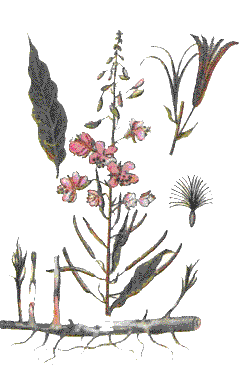 Кмпрей Узколистный или иван-чай (копорский чай) (Chamaenerion angustifolium L.)