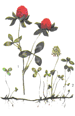   (Trifolium pratense L.) 1 -  (), 2 -  ().