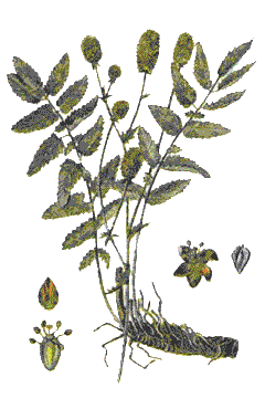   (Sanguisorba officinalis L.)