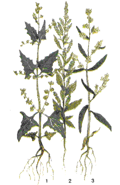    (Atriplex L.)  (Chenopodium L.) 1 -  , 2 -  , 3 -  .
