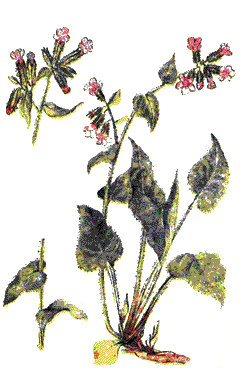   (Pulmonaria officinalis L.)
