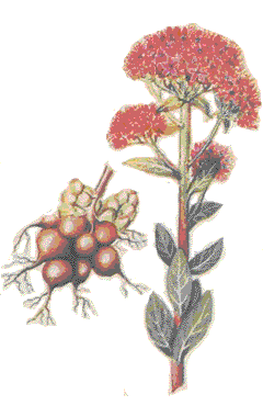      (Sedum purpureum L.)