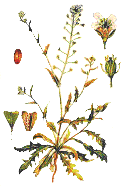   (Capsella bursa-pastoris L.)
