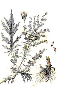     (Artemisia vulgaris L.)