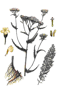   (Achillea millefolium L.)